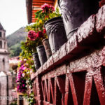 Angangueo-6 (MEXICO: Butterflies DRIPPING from the Trees!)