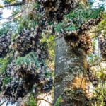 Butterflies-Literally-Dripping-from-the-Treees (MEXICO: Butterflies DRIPPING from the Trees!)