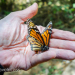 Cerro-Pelon-Butterfly-Sactuary-11 (MEXICO: Butterflies DRIPPING from the Trees!)