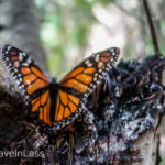 Cerro-Pelon-Butterfly-Sactuary-12 (MEXICO: Butterflies DRIPPING from the Trees!)