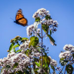 Cerro-Pelon-Butterfly-Sactuary-14 (MEXICO: Butterflies DRIPPING from the Trees!)