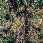 Cerro-Pelon-Butterfly-Sactuary-4 (MEXICO: Butterflies DRIPPING from the Trees!)