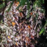 Cerro-Pelon-Butterfly-Sactuary-5 (MEXICO: Butterflies DRIPPING from the Trees!)