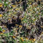 Cerro-Pelon-Butterfly-Sactuary-6 (MEXICO: Butterflies DRIPPING from the Trees!)
