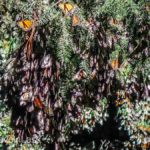 Cerro-Pelon-Butterfly-Sactuary-7 (MEXICO: Butterflies DRIPPING from the Trees!)