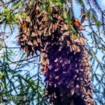 Cerro-Pelon-Butterfly-Sactuary-8 (MEXICO: Butterflies DRIPPING from the Trees!)