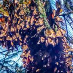 Cerro-Pelon-Butterfly-Sactuary-9 (MEXICO: Butterflies DRIPPING from the Trees!)
