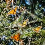 Crop-Butterfly-After (MEXICO: Butterflies DRIPPING from the Trees!)