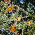 Crop-Butterfly-After (MEXICO: Butterflies DRIPPING from the Trees!)