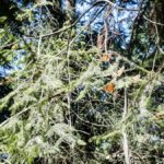 Crop-Butterfly-Before (MEXICO: Butterflies DRIPPING from the Trees!)