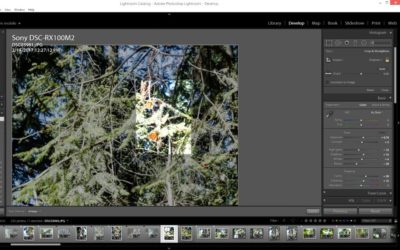 Crop-Butterfly-Lightroom (MEXICO: Butterflies DRIPPING from the Trees!)