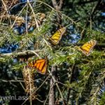 Rosario-Butterfly-Sactuary-10 (MEXICO: Butterflies DRIPPING from the Trees!)