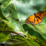 Rosario-Butterfly-Sactuary-11 (MEXICO: Butterflies DRIPPING from the Trees!)