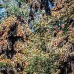 Rosario-Butterfly-Sactuary-13 (MEXICO: Butterflies DRIPPING from the Trees!)