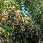 Rosario-Butterfly-Sactuary-14 (MEXICO: Butterflies DRIPPING from the Trees!)