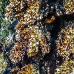 Rosario-Butterfly-Sactuary-15 (MEXICO: Butterflies DRIPPING from the Trees!)