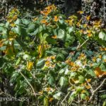 Rosario-Butterfly-Sactuary-16 (MEXICO: Butterflies DRIPPING from the Trees!)