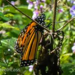 Rosario-Butterfly-Sactuary-18 (MEXICO: Butterflies DRIPPING from the Trees!)