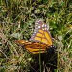 Rosario-Butterfly-Sactuary-19 (MEXICO: Butterflies DRIPPING from the Trees!)
