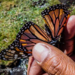 Rosario-Butterfly-Sactuary-20 (MEXICO: Butterflies DRIPPING from the Trees!)