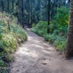 Rosario-Butterfly-Sactuary-5 (MEXICO: Butterflies DRIPPING from the Trees!)