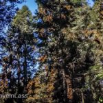 Rosario-Butterfly-Sactuary-6 (MEXICO: Butterflies DRIPPING from the Trees!)