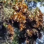 Rosario-Butterfly-Sactuary-7 (MEXICO: Butterflies DRIPPING from the Trees!)