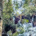Rosario-Butterfly-Sactuary-8 (MEXICO: Butterflies DRIPPING from the Trees!)