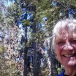 Rosario-Butterfly-Sactuary-9 (MEXICO: Butterflies DRIPPING from the Trees!)