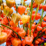 Ljubljana-Scenes-11 (Skipping Through the Balkans: #3 Slovenia – Ljubljana)