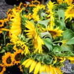 Ljubljana-Scenes-8 (Skipping Through the Balkans: #3 Slovenia – Ljubljana)