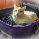 Dulce want to go to Machu Picchu too. (Prepping for Peru)