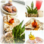 Central Restaurant, Lima, Peru – 2nd Course (Central Restaurant “Mater Elevations” Tasting Menu)