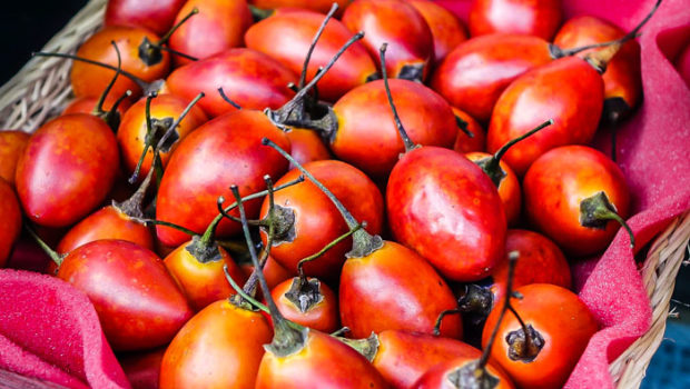 Tomate-de-Arbol