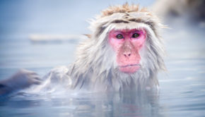 Snow Monkey in Jigokudani Park, Yamanouchi, Japan