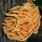 Wild “Chicken-of-the-Woods” mushroom. (Skipping Through the Balkans: #4 Croatia – Motovun)