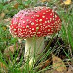 Deadly amanita mushroom (Skipping Through the Balkans: #4 Croatia – Motovun)