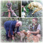 The highlight of my visit to Motovun, Croatia: hunting truffles amid the Istrian woods with dogs. (Skipping Through the Balkans: #4 Croatia – Motovun)