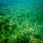 Bitty fish dart amid crystal clear lakes, Plitvice, Croatia (Skipping Through the Balkans: #4 Croatia – Plitvice)