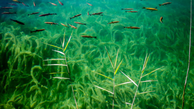 Bitty fish dart amid crystal clear lakes...