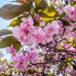At last – more than a mile of late-blooming cherry blossoms at the Osaka Mint festival! (JAPAN: A 15 Day Adventure in the Land of the Rising Sun)