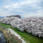 I was delighted to see that the cherry trees were still abloom up in the mountains – yay! (JAPAN Adventures: Snow Monkeys, Onsens, Ryokan & Kaiseki Eats)