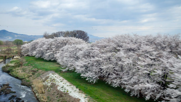 I was delighted to see that the cherry trees were still abloom up in the mountains - yay!