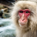 Their faces really are that crimson – no photo tweaking. (JAPAN Adventures: Snow Monkeys, Onsens, Ryokan & Kaiseki Eats)