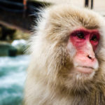 The monkeys scampered so close – my little 100m zoom proved more than adequate for close-ups. (JAPAN Adventures: Snow Monkeys, Onsens, Ryokan & Kaiseki Eats)