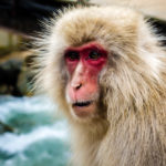 (JAPAN Adventures: Snow Monkeys, Onsens, Ryokan & Kaiseki Eats)