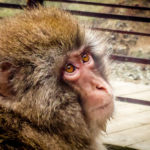 (JAPAN Adventures: Snow Monkeys, Onsens, Ryokan & Kaiseki Eats)