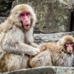 (JAPAN Adventures: Snow Monkeys, Onsens, Ryokan & Kaiseki Eats)