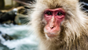 Jigokudani Snow Monkey Park, Nagano, Japan