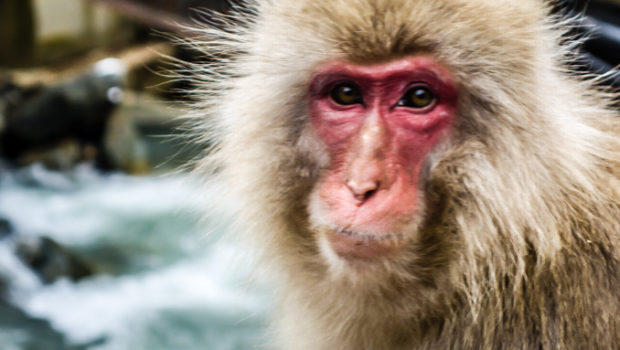 Jigokudani Snow Monkey Park, Nagano, Japan